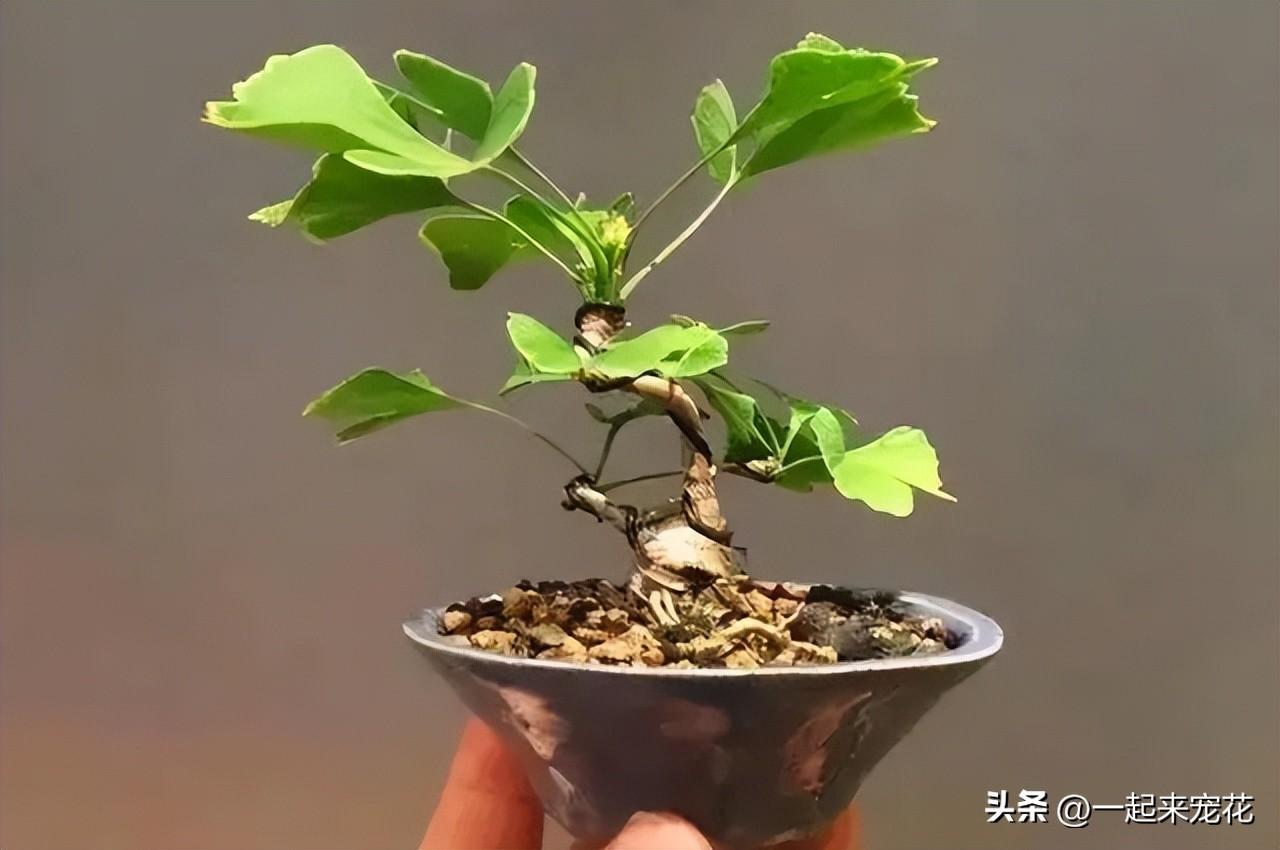 种子植物和被子植物的区别_种子植物_种子植物有哪些