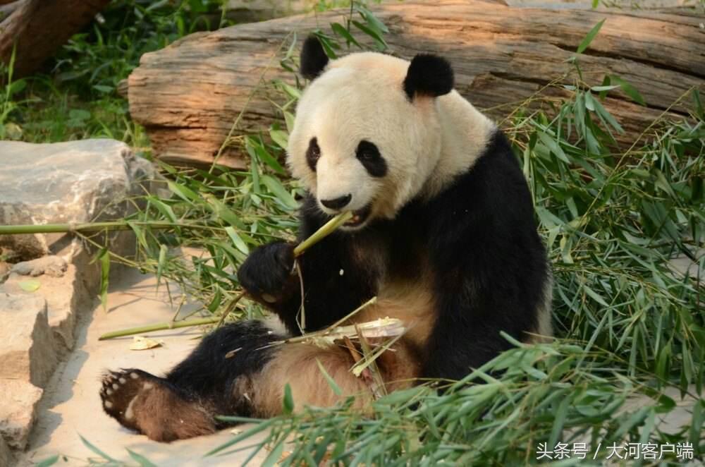 郑州动物园市值多少亿_郑州市动物园咋样_郑州市动物园