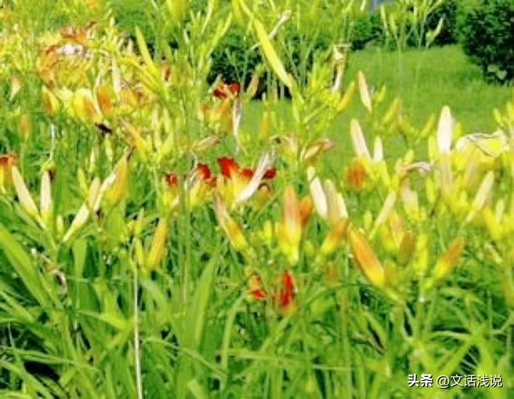 黄花菜凉了典故_典故凉黄花菜是什么意思_黄花菜都凉了是什么典故