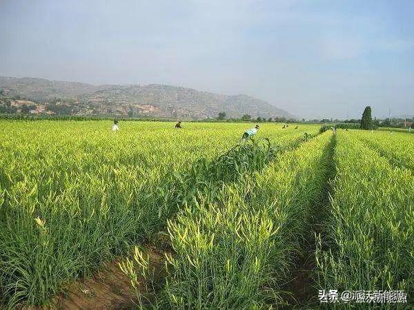 黄花菜都凉了是什么典故_黄花菜凉了典故_凉办黄花菜的做法