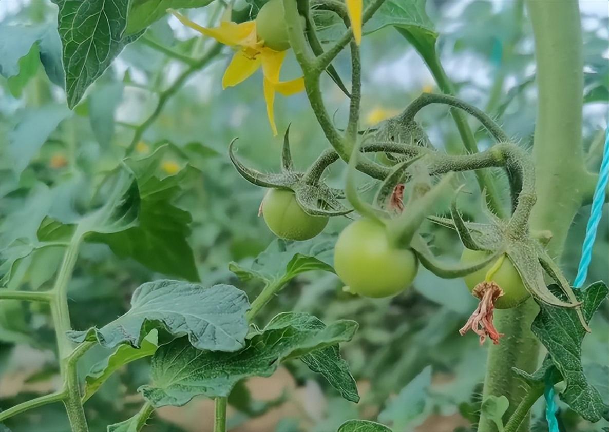 灰霉病保护性杀菌剂_灰霉病特效杀菌剂_灰霉病特效农药