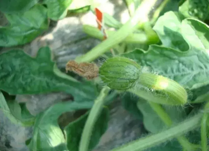 灰霉病保护性杀菌剂_灰霉病特效杀菌剂_灰霉病防治药剂