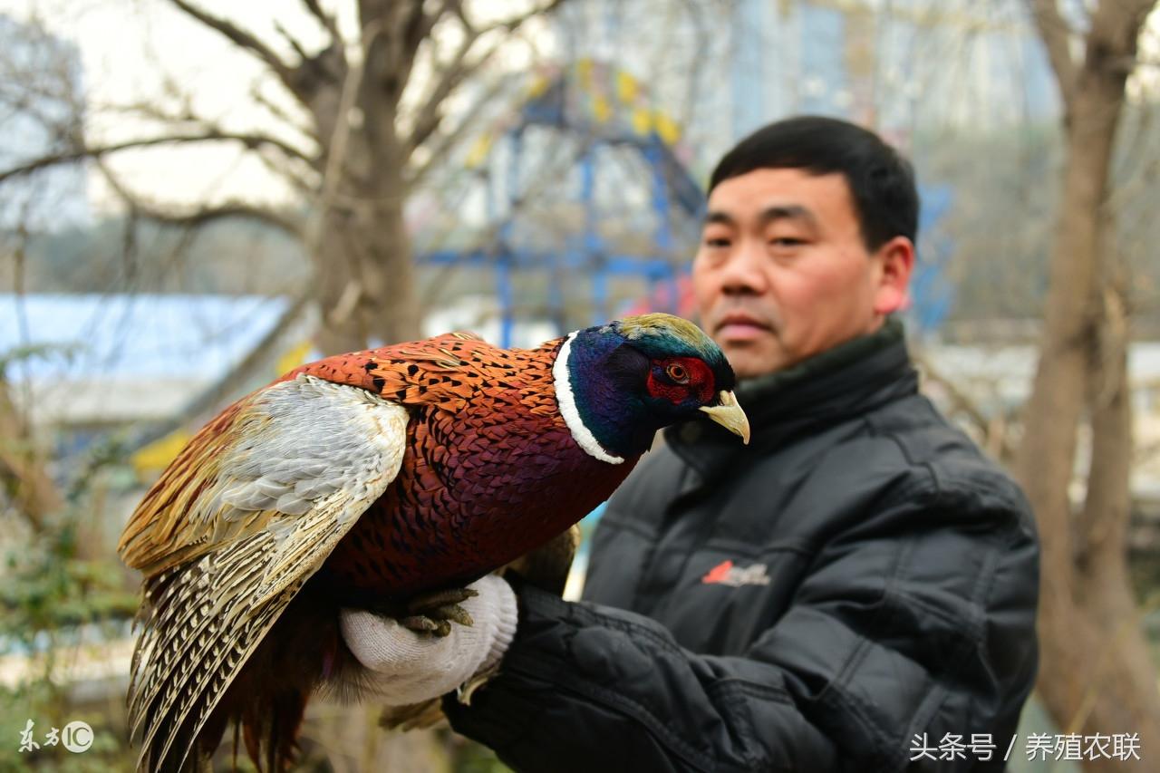 七彩山鸡_七彩山鸡是保护动物吗_七彩山鸡市场价多少一斤