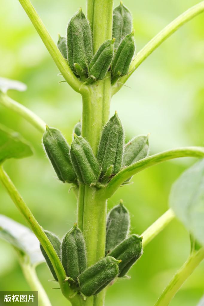 芝麻什么时候种植更好_芝麻种植时候好种吗_芝麻种植期