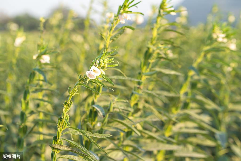 芝麻种植时候好种吗_芝麻什么时候种植更好_芝麻种植期