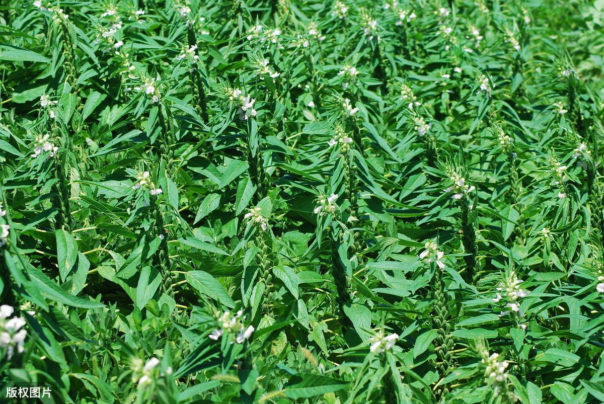 芝麻种植期_芝麻什么时候种植更好_芝麻种植时候好种吗