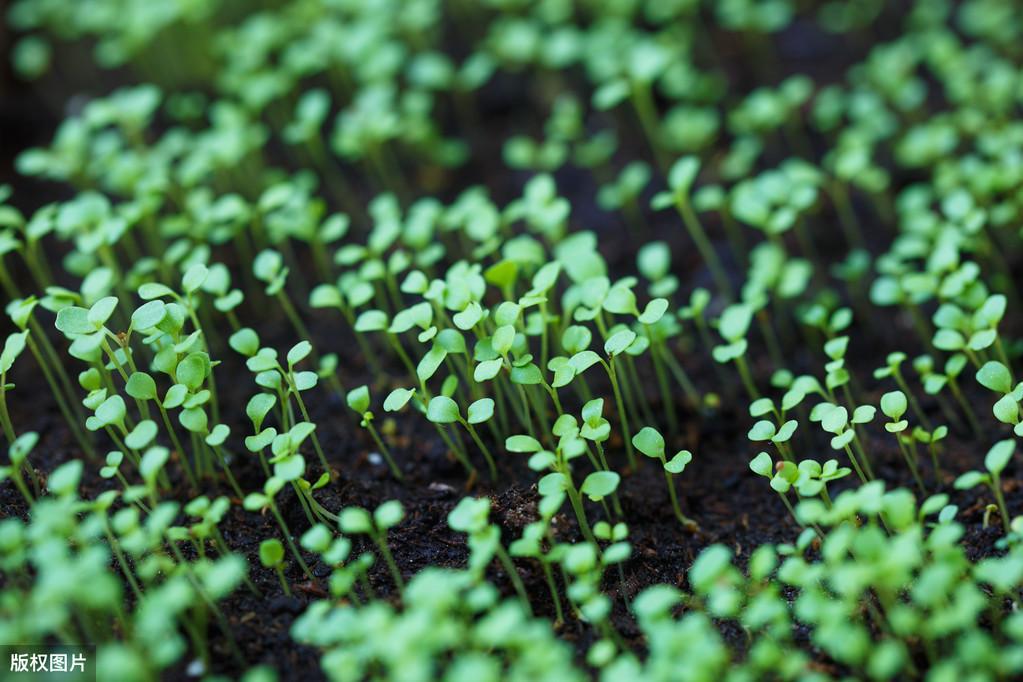 芝麻什么时候种植更好_芝麻种植期_芝麻种植时候好种吗