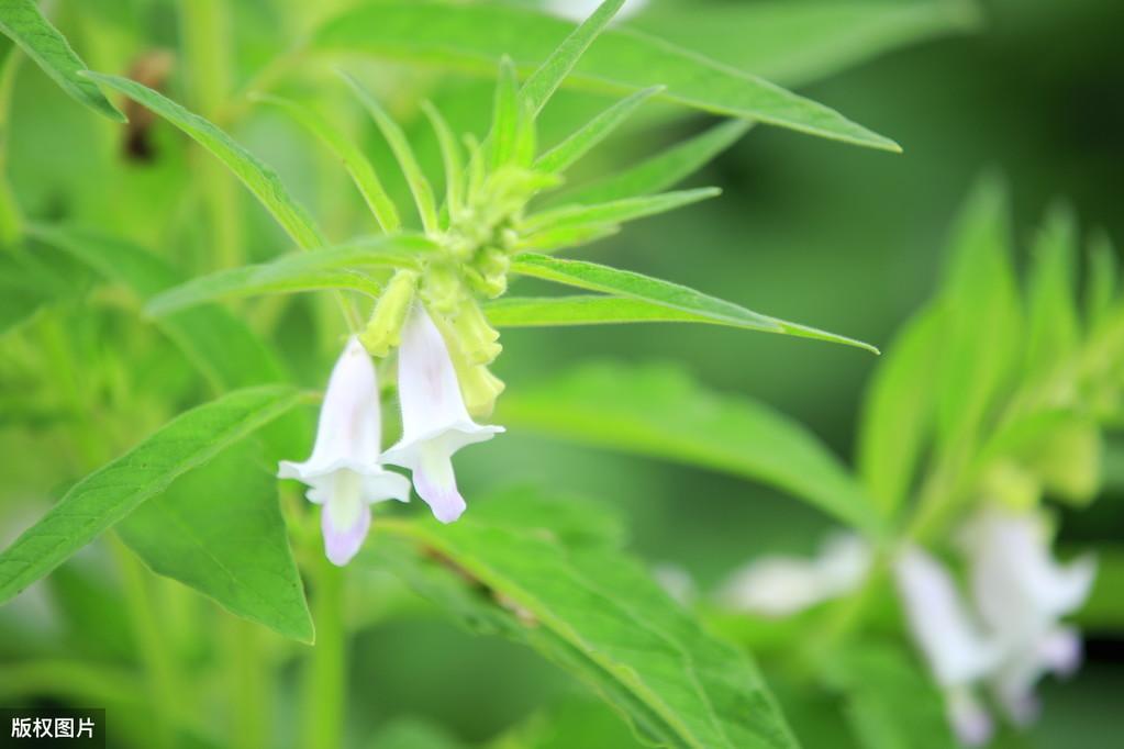 芝麻种植时候好种吗_芝麻种植期_芝麻什么时候种植更好