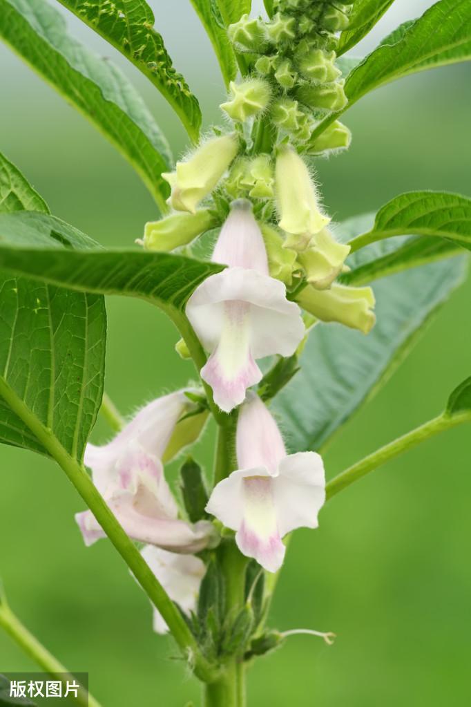 芝麻什么时候种植更好_芝麻种植时候好种吗_芝麻种植期