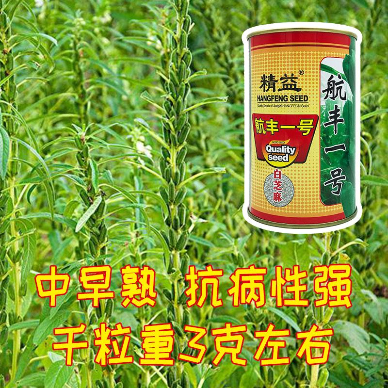 芝麻种植期_芝麻什么时候种植更好_芝麻种植时候好吃吗