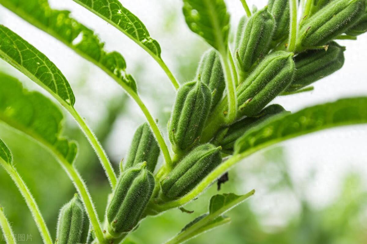 芝麻种植时候好吃吗_芝麻什么时候种植更好_芝麻种植时候好种吗