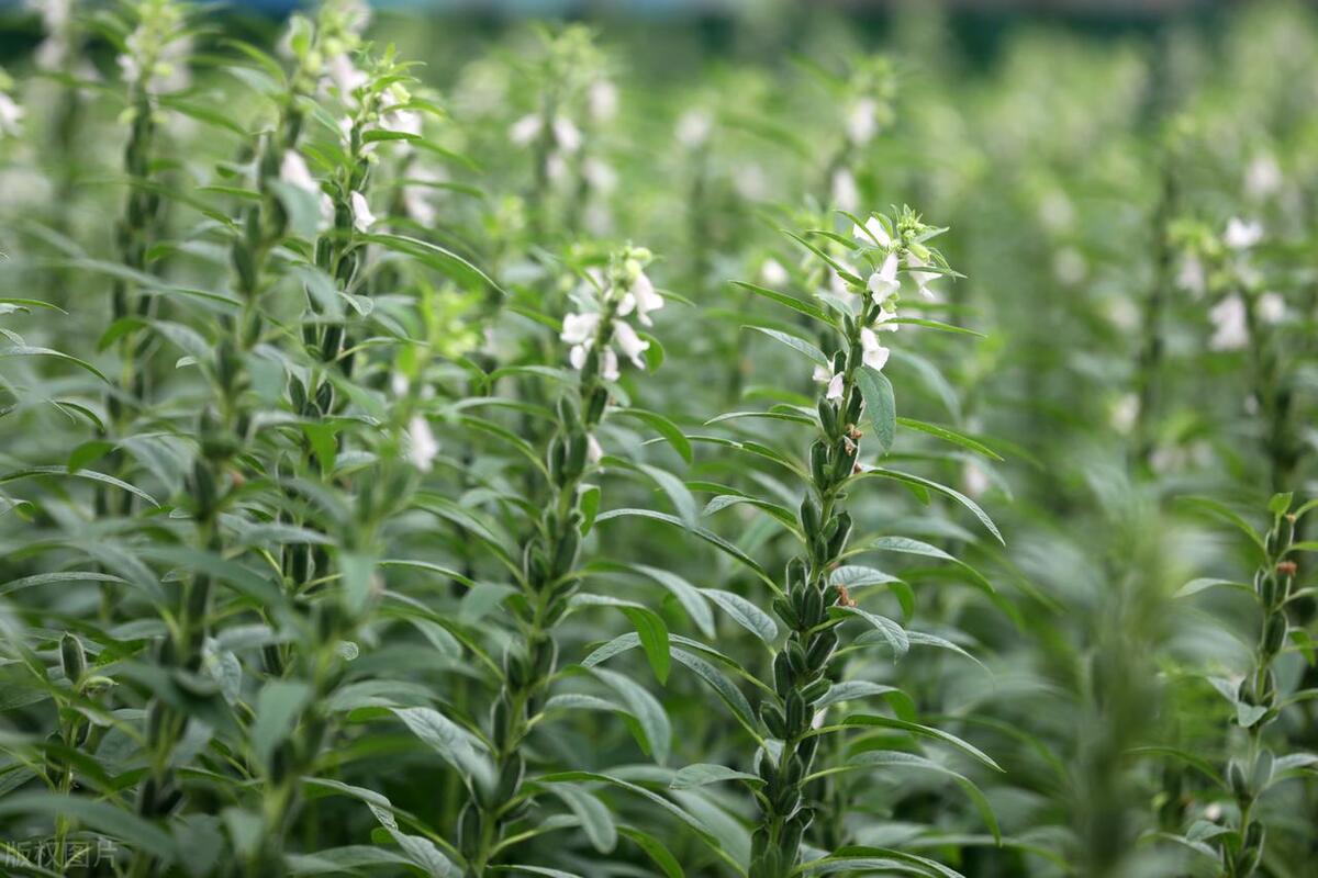 芝麻种植时候好种吗_芝麻什么时候种植更好_芝麻种植时候好吃吗