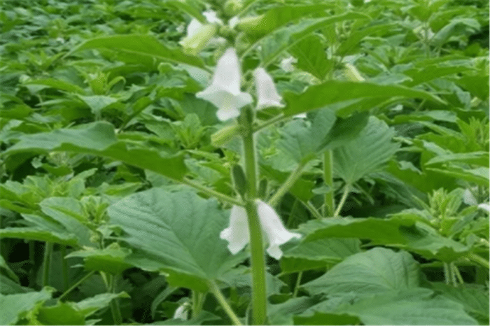 芝麻什么时候种植更好_芝麻种植期_芝麻种植时候好种吗