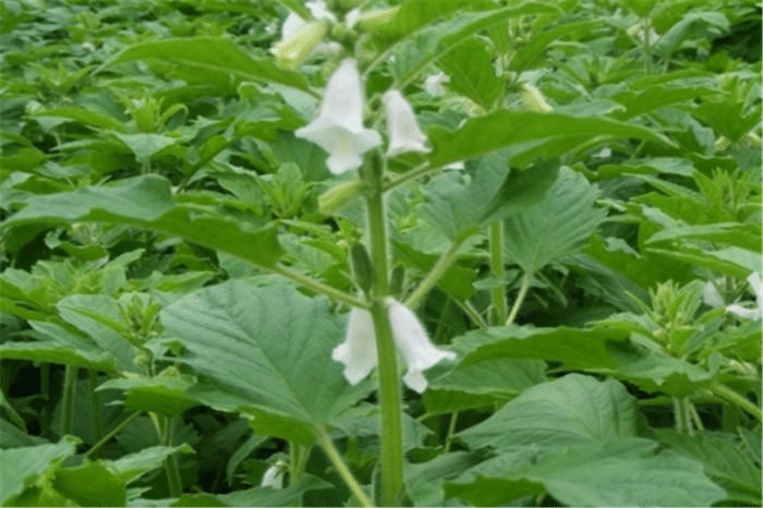 芝麻什么时候种植更好_芝麻种植时候好种吗_芝麻种植期