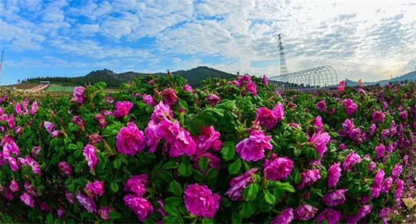 花期玫瑰蚜虫怎么处理_花期玫瑰花_玫瑰花期