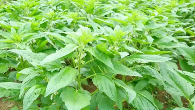 芝麻什么时候种植更好_芝麻种植时候好吃吗_芝麻种植时候好种吗