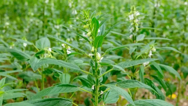 芝麻种植时候好种吗_芝麻种植时候好吃吗_芝麻什么时候种植更好