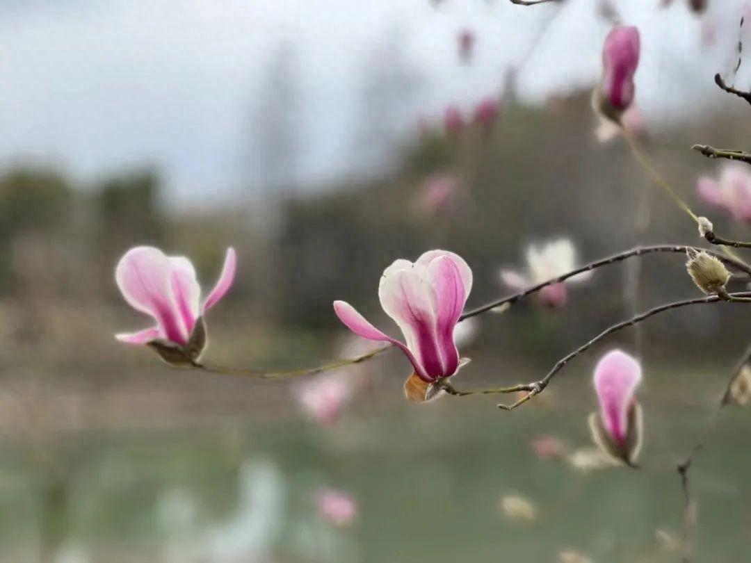 兰花白玉素_兰花白玉素图片_白玉兰花