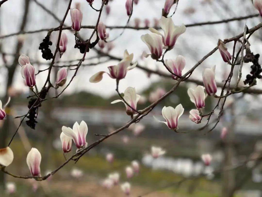 兰花白玉素图片_兰花白玉素_白玉兰花