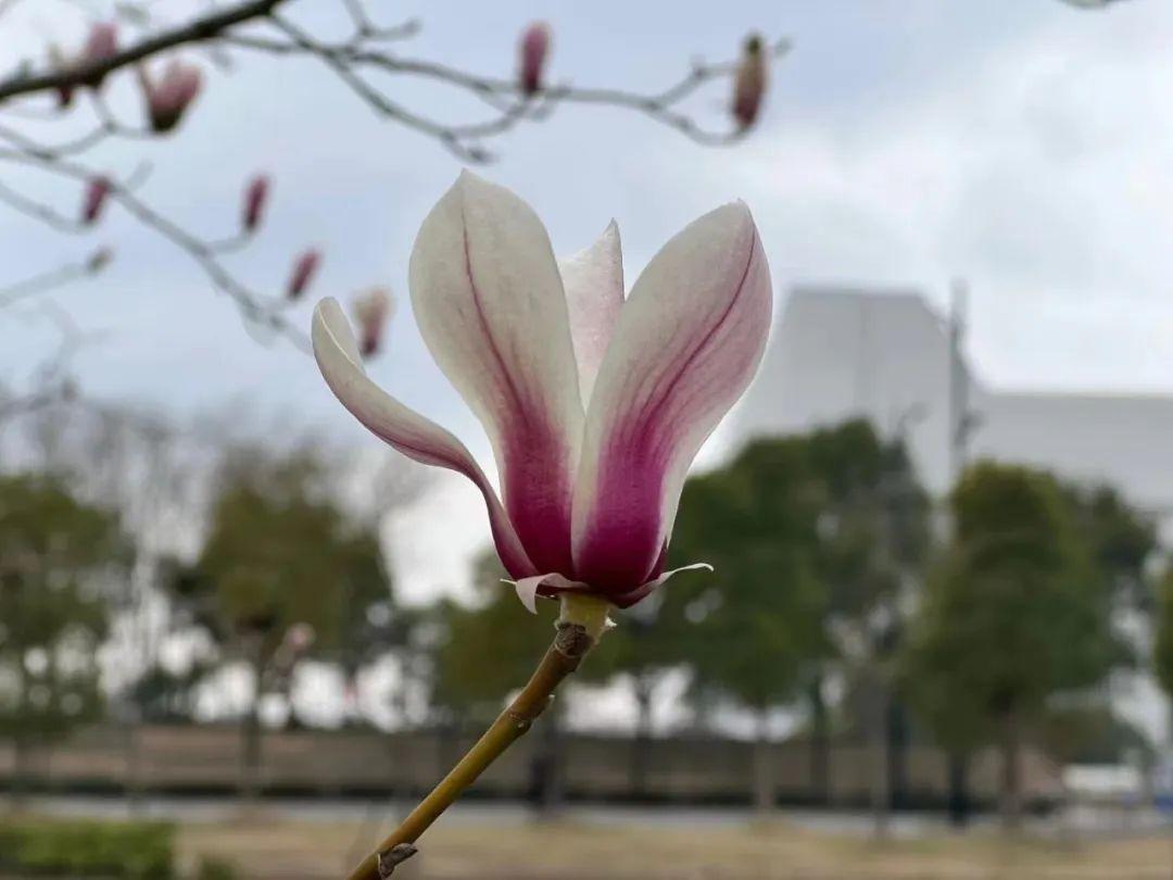 兰花白玉素图片_兰花白玉素_白玉兰花