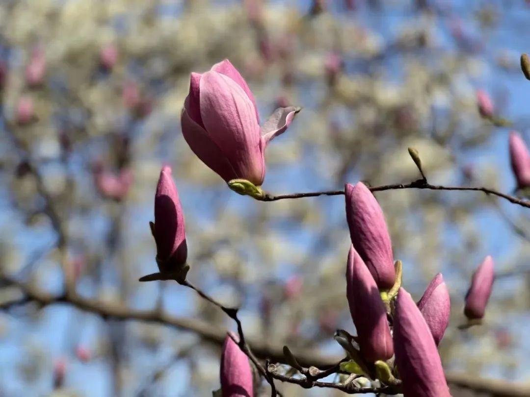 白玉兰花_兰花白玉素_兰花白玉素图片