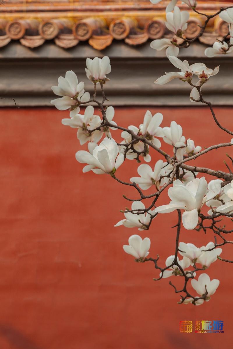 兰花白玉荷图片_白玉兰花_兰花白玉素