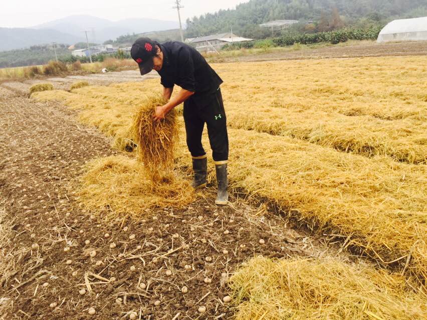 稻草_稻草泥_稻草打包机