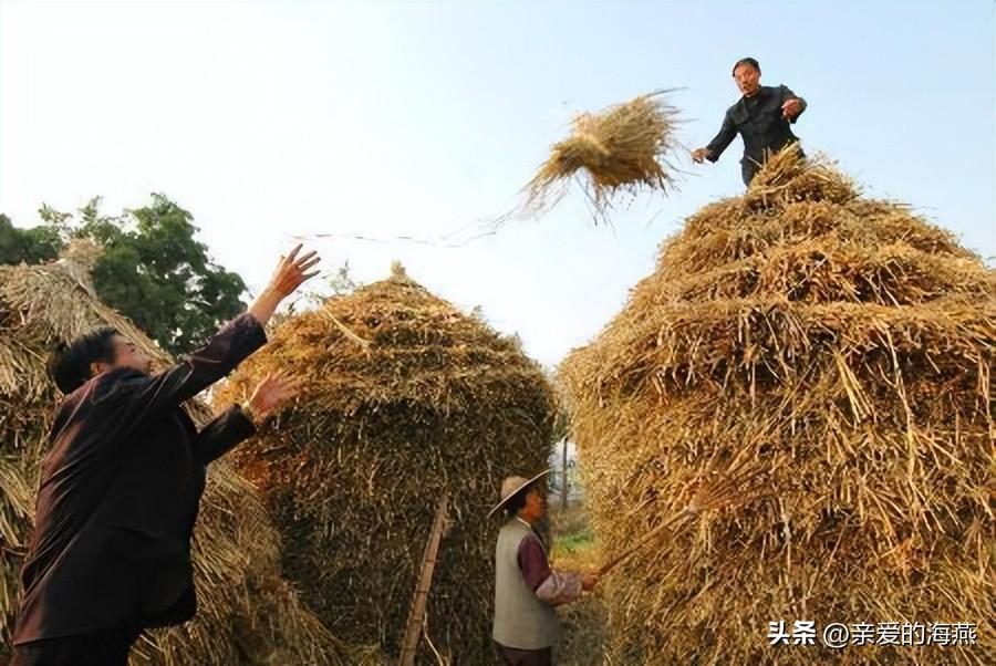 稻草泥_稻草打包机_稻草