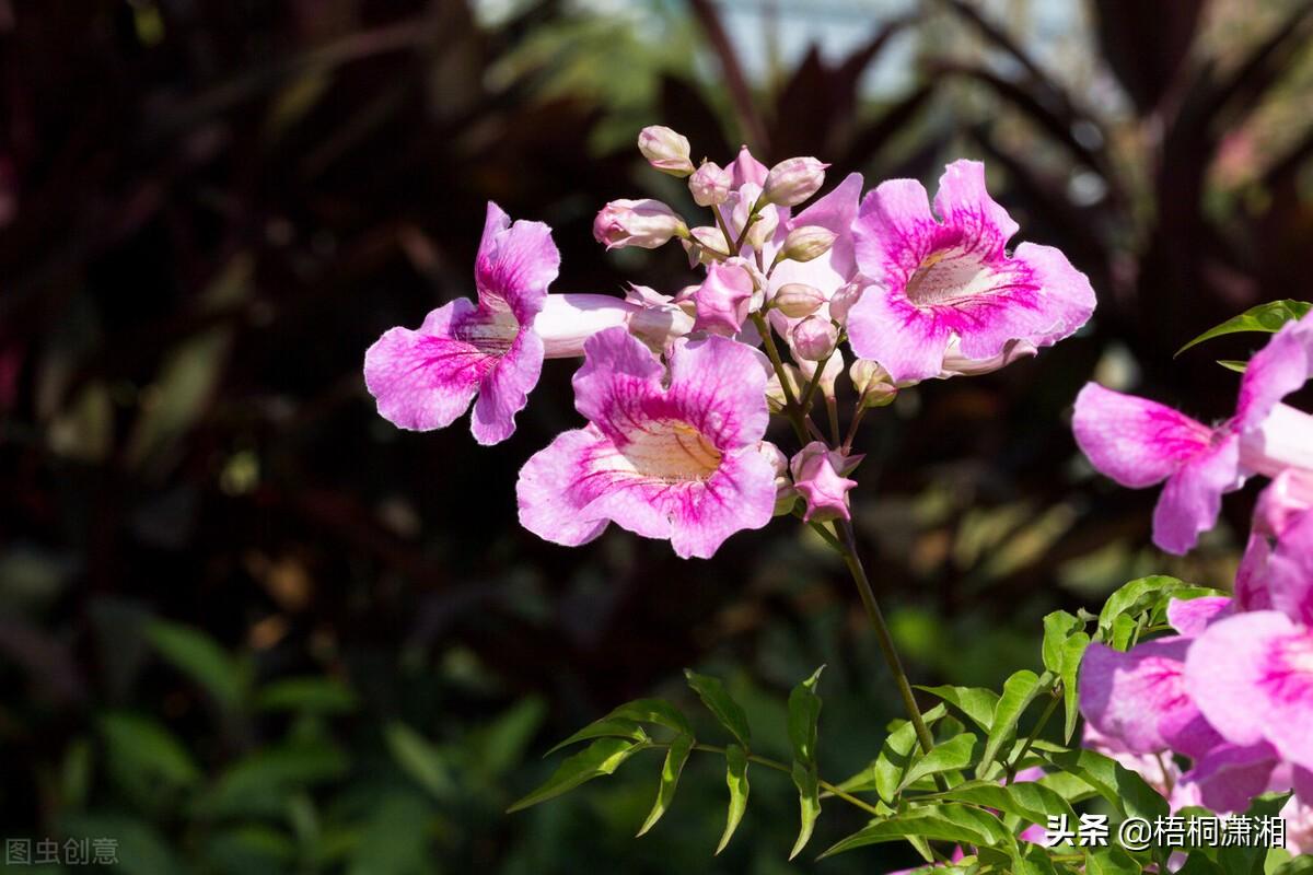 凌霄花最美古诗可怖_诗句凌霄花也没有死_凌霄花的诗句