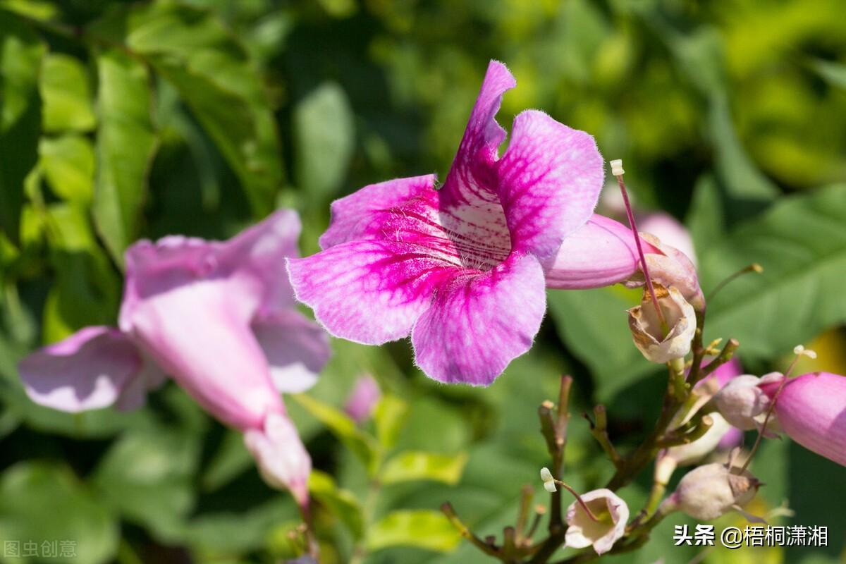 诗句凌霄花也没有死_凌霄花最美古诗可怖_凌霄花的诗句