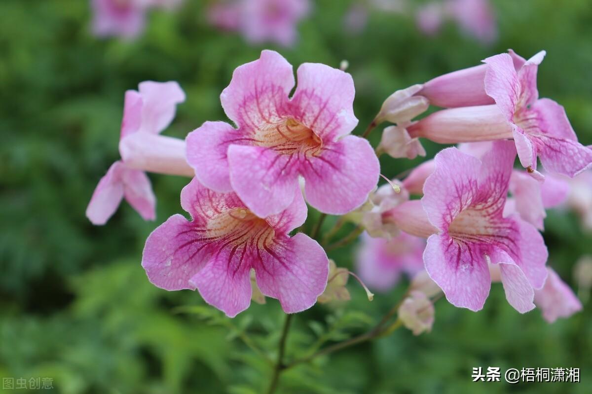 凌霄花的诗句_凌霄花最美古诗可怖_诗句凌霄花也没有死