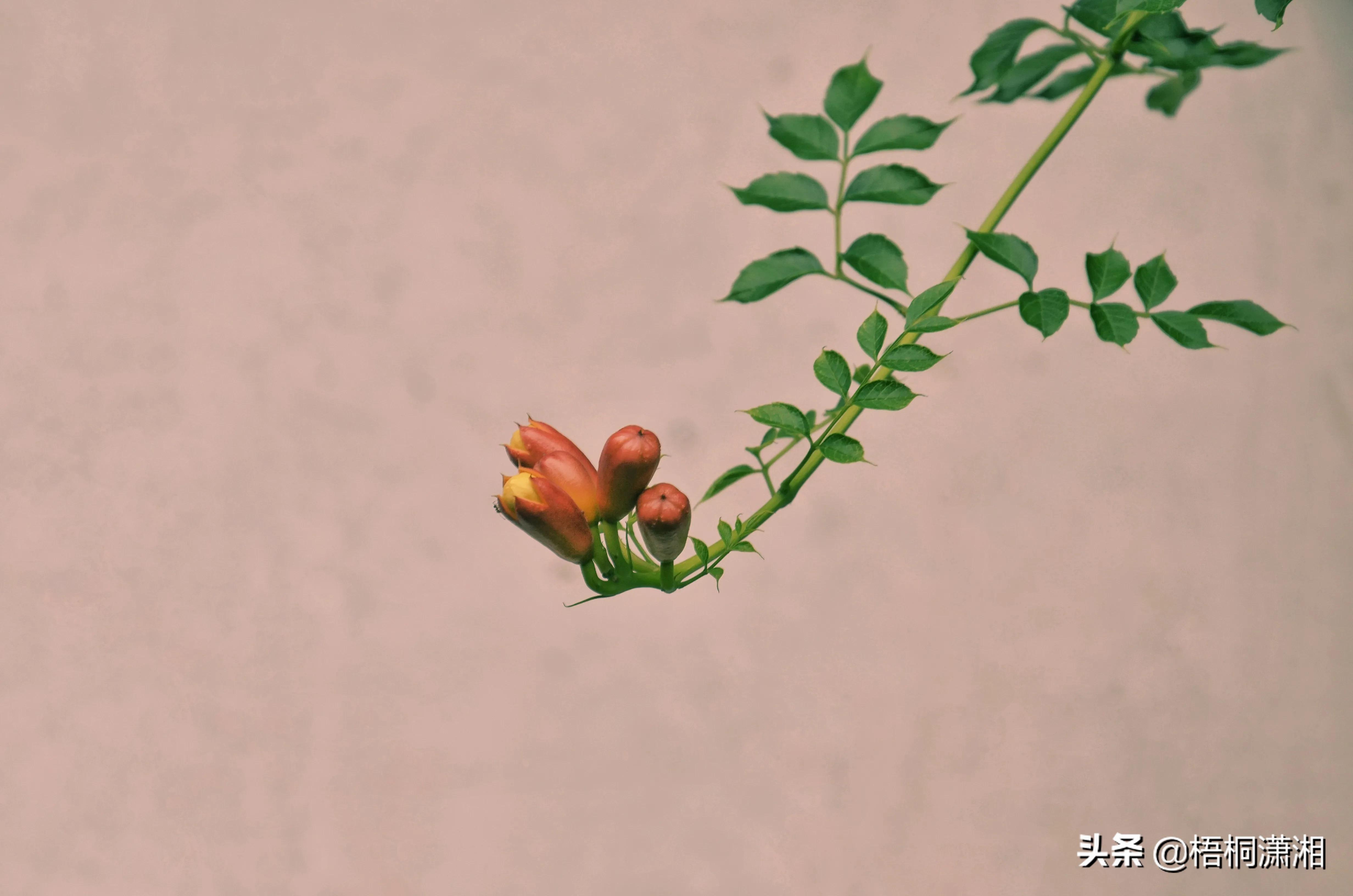 凌霄花的诗句_诗句凌霄花也没有死_凌霄花最美古诗可怖