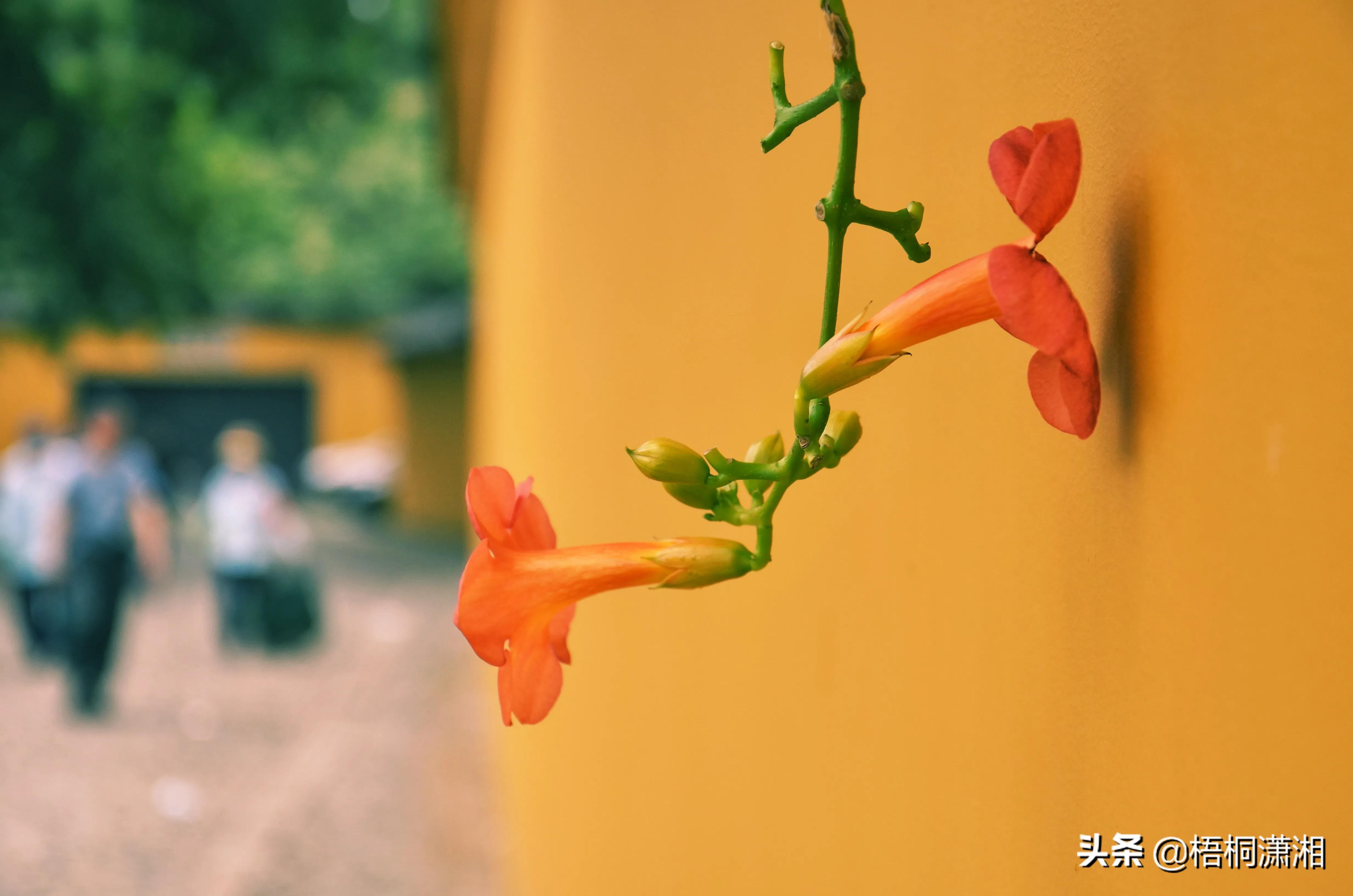 凌霄花最美古诗可怖_诗句凌霄花也没有死_凌霄花的诗句