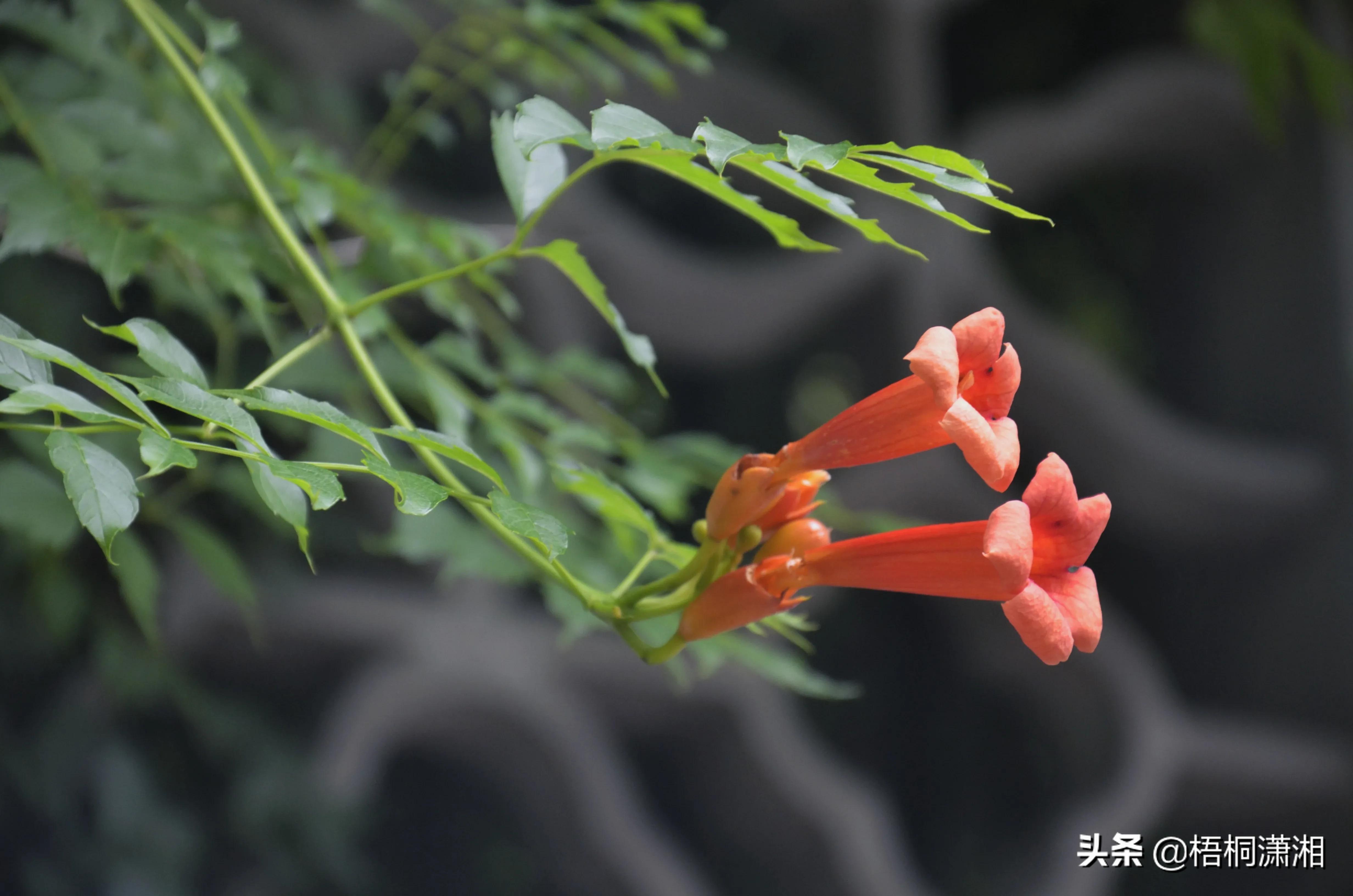 诗句凌霄花也没有死_凌霄花的诗句_凌霄花最美古诗可怖