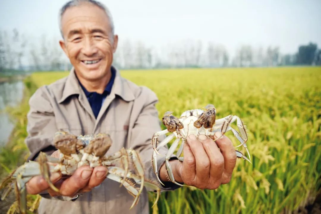 阳澄湖大闸蟹10只一箱多少钱_阳澄湖大闸蟹价格2023_阳澄湖