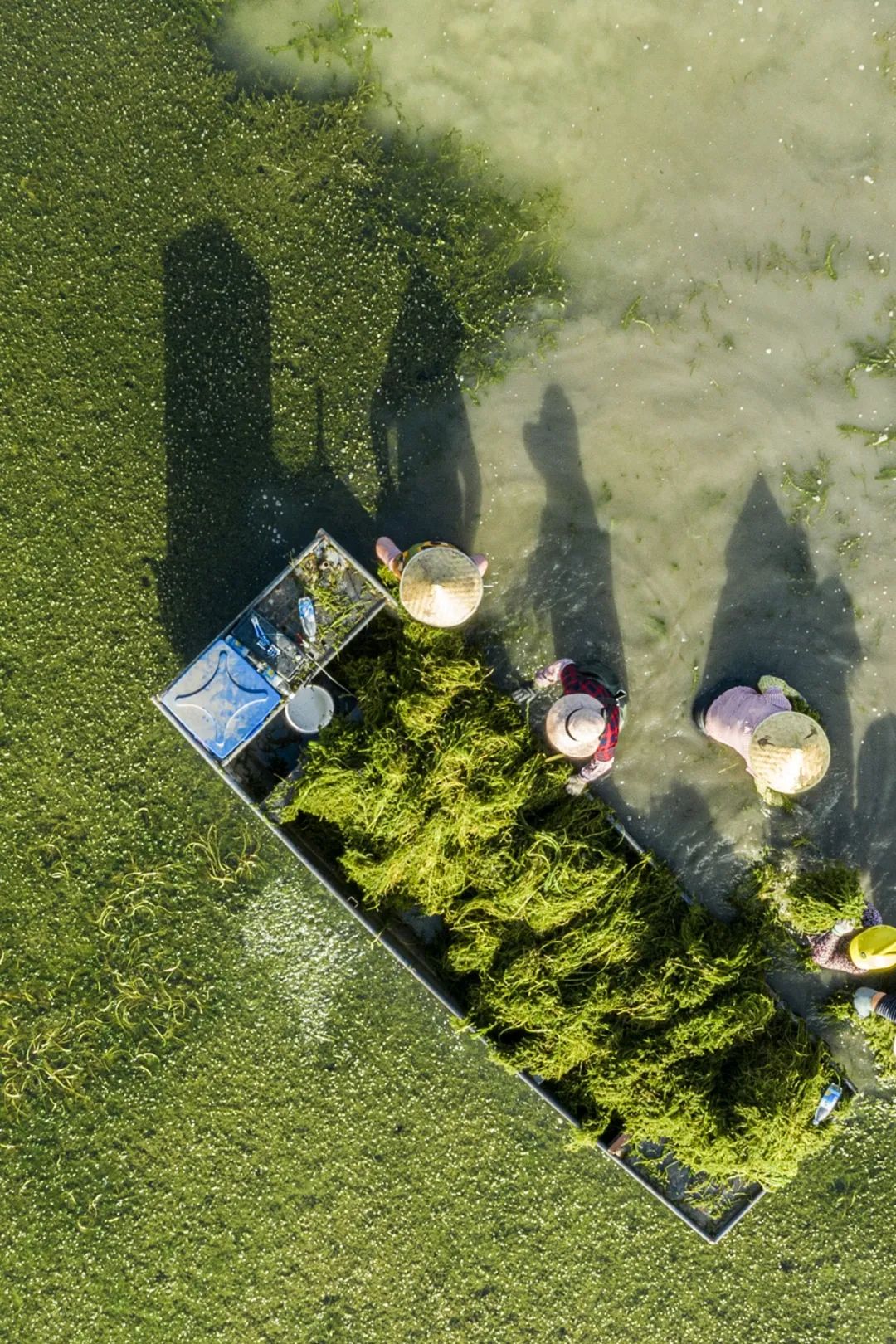 阳澄湖大闸蟹10只一箱多少钱_阳澄湖医院_阳澄湖