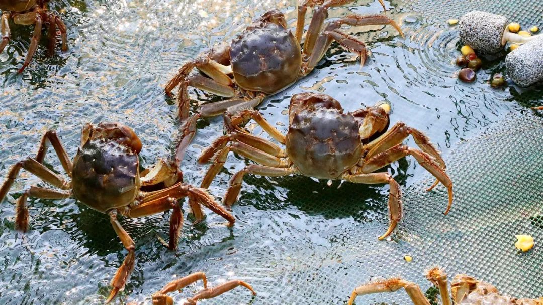 阳澄湖医院_阳澄湖_阳澄湖大闸蟹10只一箱多少钱