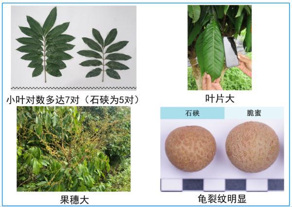 石龙眼作用与功效_wow龙眼石哪里换_龙眼石