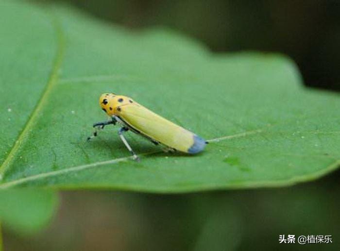 杀虫剂毒死蜱_毒死蜱杀虫卵_毒死蜱主要杀什么虫