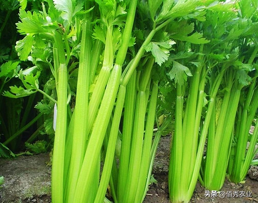 毒死蜱杀虫药_毒死蜱主要杀什么虫_杀虫剂毒死蜱的使用范围