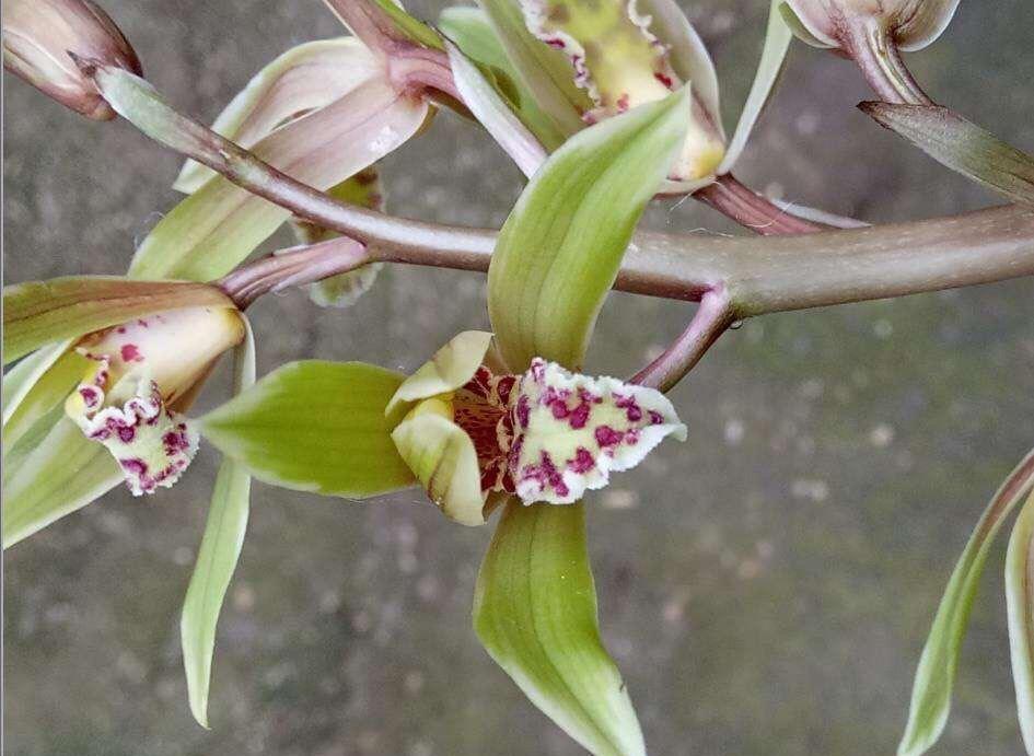 蕙兰花图片_蕙兰瑜伽_蕙兰