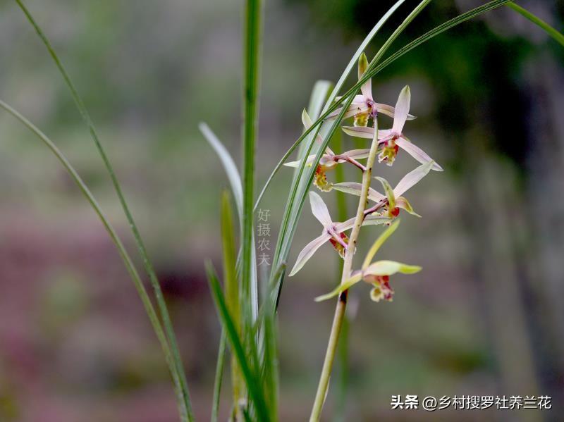 蕙兰_蕙兰花图片_蕙兰瑜伽