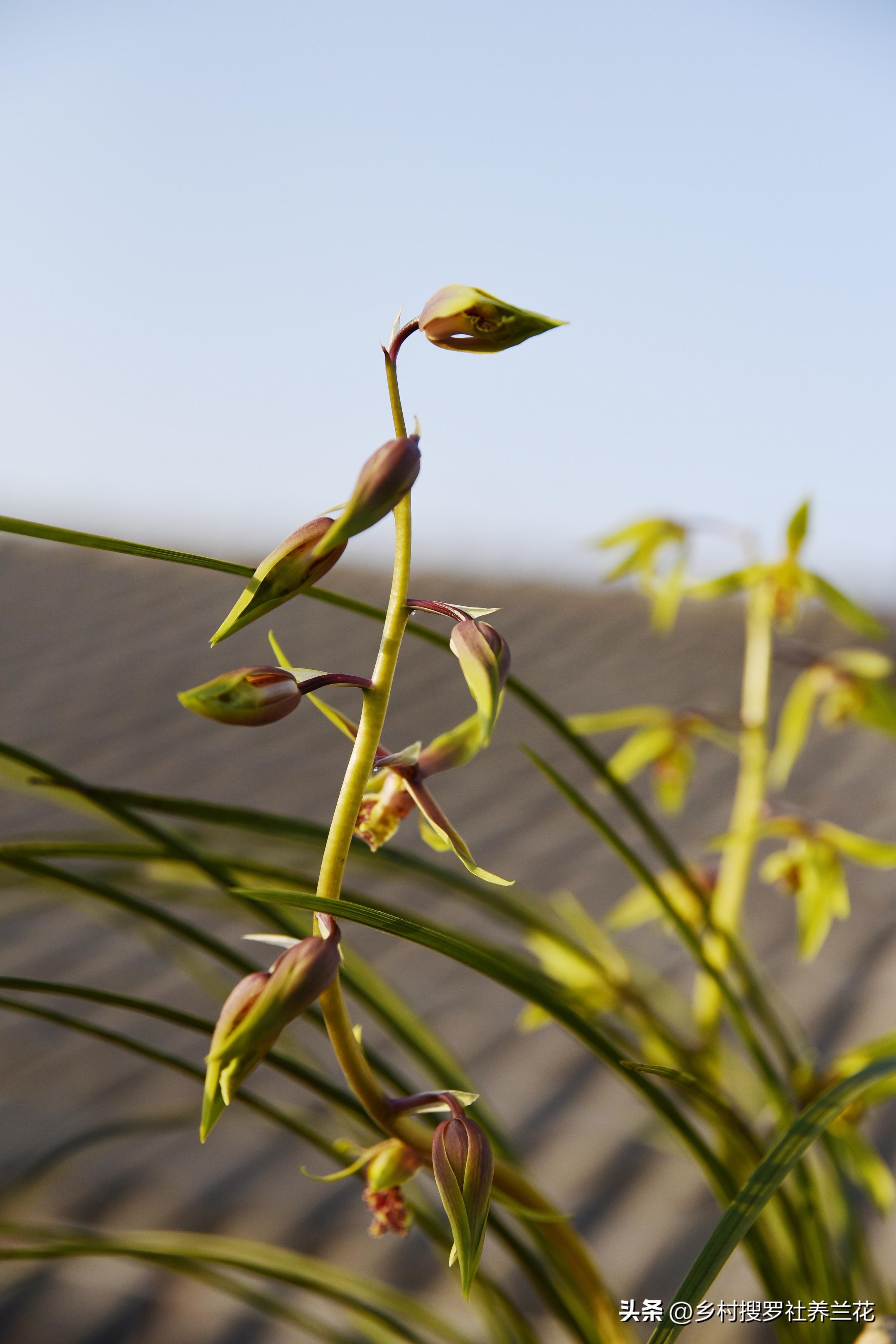 蕙兰_蕙兰瑜伽_蕙兰花图片