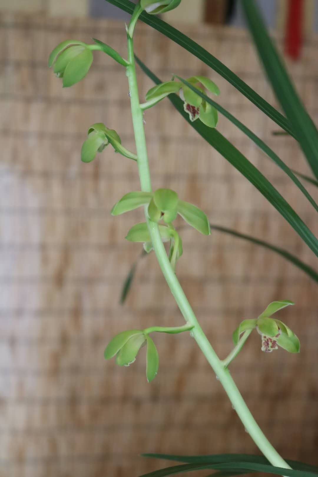 蕙兰瑜伽_蕙兰_蕙兰花图片