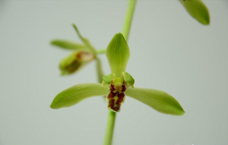 蕙兰花图片_蕙兰_蕙兰瑜伽