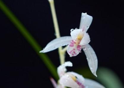 蕙兰花图片_蕙兰瑜伽_蕙兰