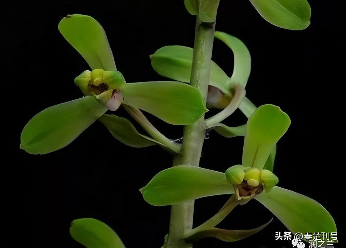 蕙兰_蕙兰花图片_蕙兰瑜伽