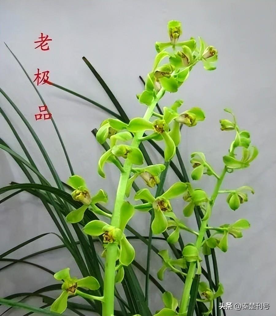 蕙兰瑜伽_蕙兰_蕙兰花图片