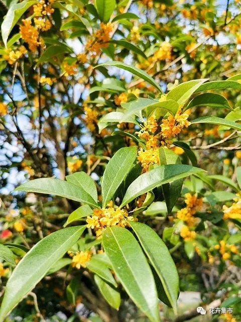 桂花什么时候开花_桂花开花时候可以扦插吗_桂花开花时候怎么养护