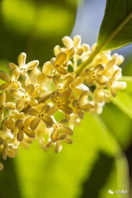 桂花开花时候怎么养护_桂花什么时候开花_桂花开花时候可以扦插吗